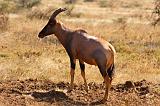 TANZANIA - Serengeti National Park - Antilope Topi - 3